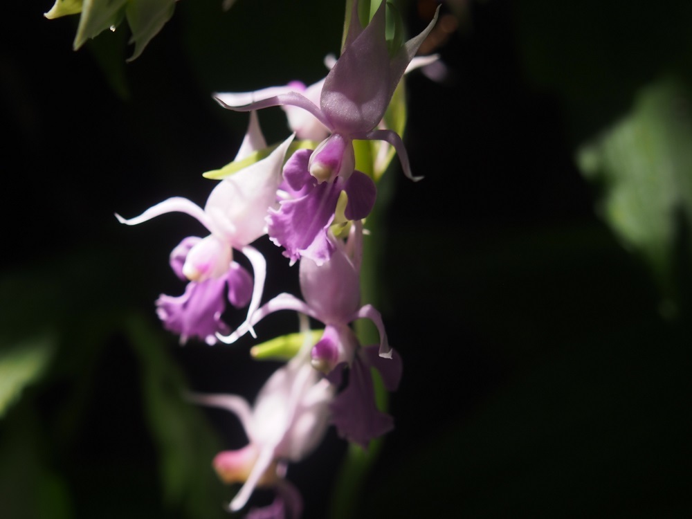 c0042869_17333503.jpg