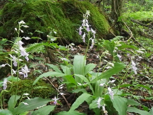 f0187402_20275061.jpg