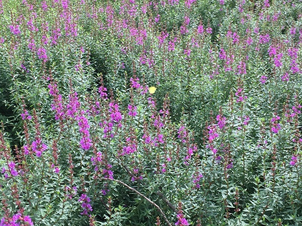 f0364707_22481526.jpg