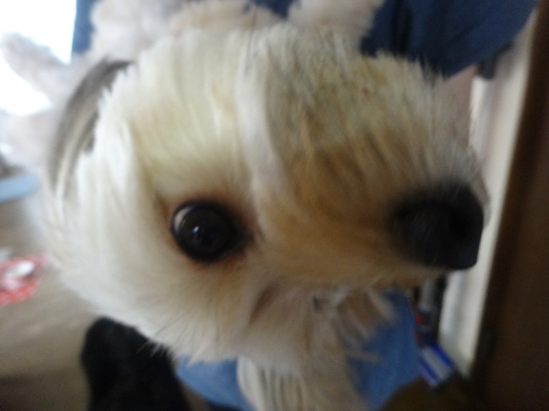 c0157824_11391777.jpg