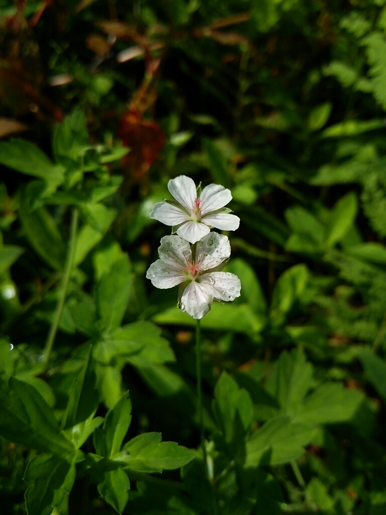 f0114346_14051518.jpg