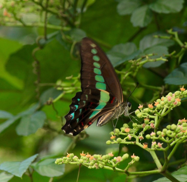 a0248459_16224671.jpg