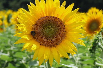 e0088260_10163681.jpg