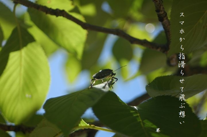 f0379160_10533773.jpg