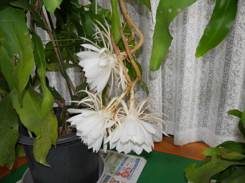 f0153475_14401732.jpg
