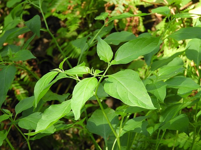 f0378979_17190816.jpg
