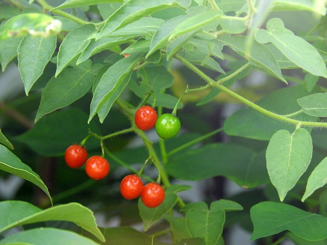 f0378979_17270939.jpg