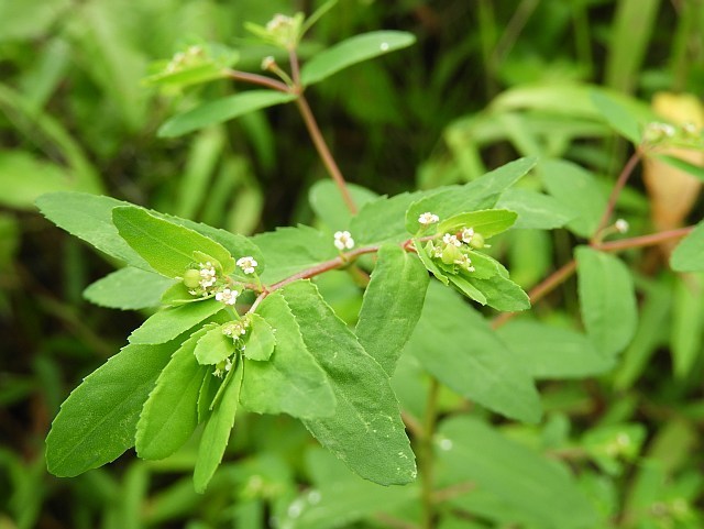 f0378979_17280526.jpg