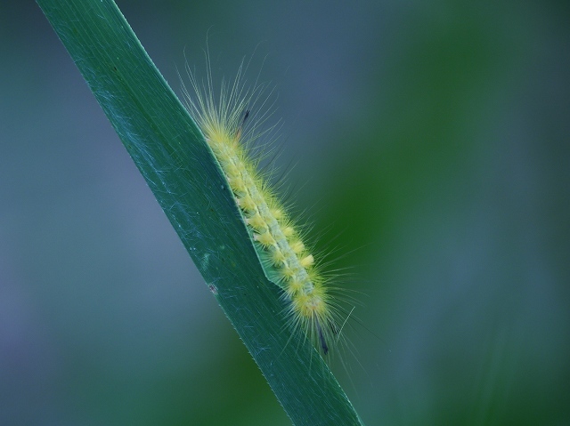 d0088184_21354703.jpg