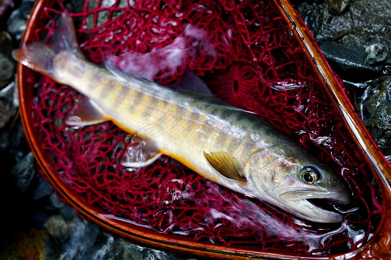 c0339900_20563435.jpg