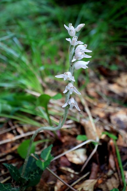 e0137200_13471811.jpg
