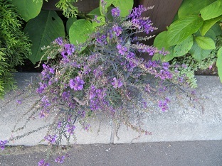 f0325309_20533736.jpg