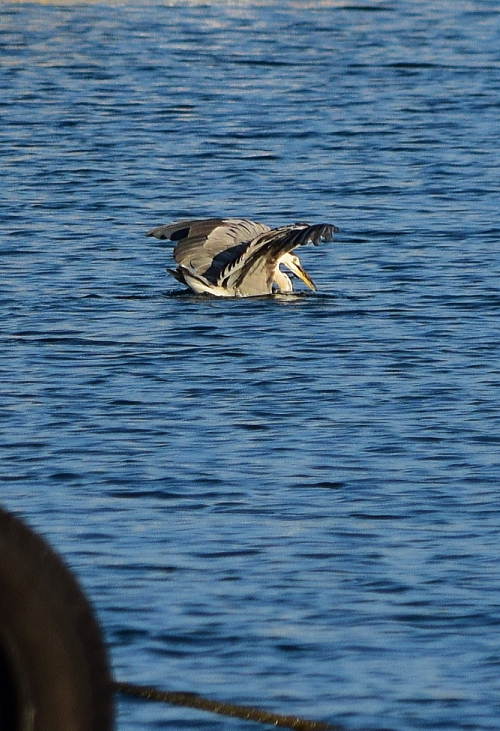 f0368610_20503167.jpg