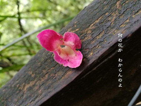 d0042827_17291897.jpg