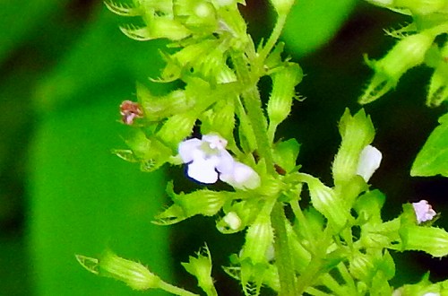 b0176650_1743397.jpg