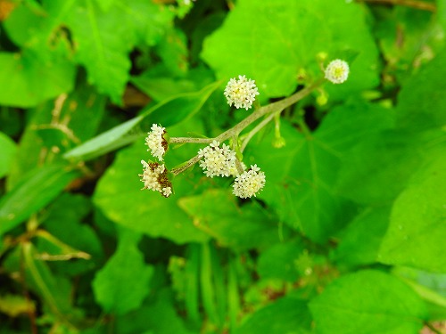 b0176650_1747685.jpg