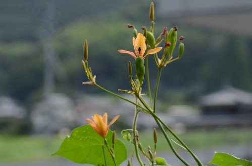 c0186463_23573189.jpg
