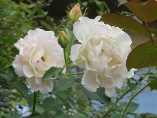 f0325309_20040756.jpg