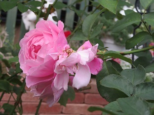 f0325309_20052614.jpg