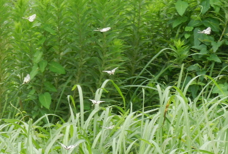 e0172950_2135677.jpg