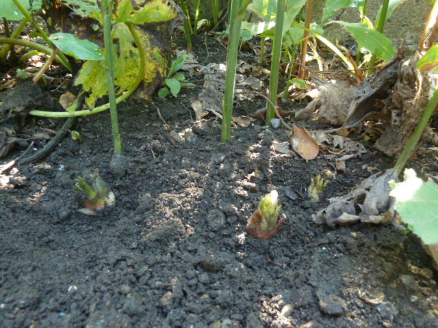 e0278968_21324162.jpg