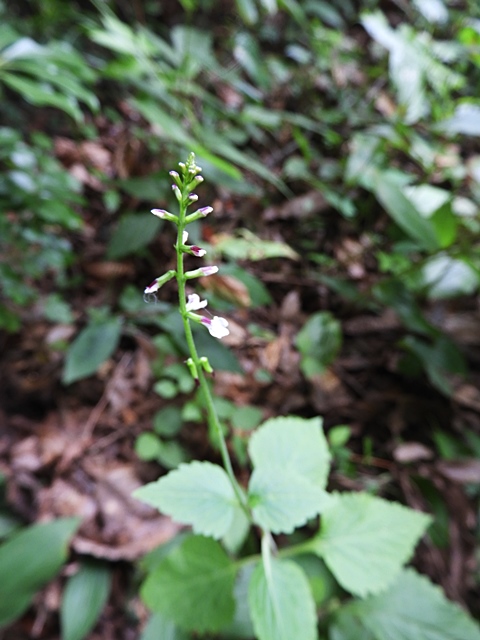 f0357487_21155919.jpg
