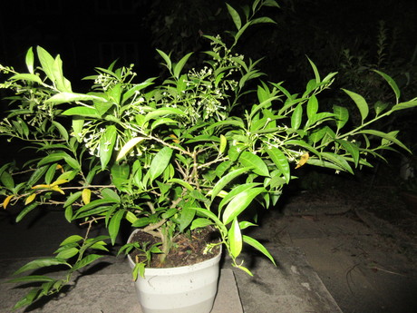 a0203003_16305828.jpg