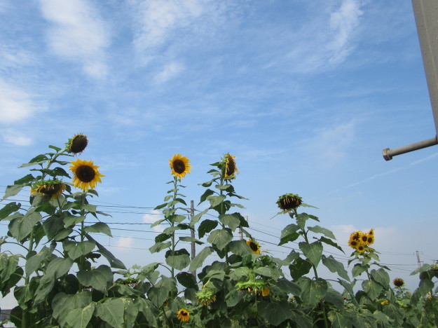 f0231709_21474387.jpg
