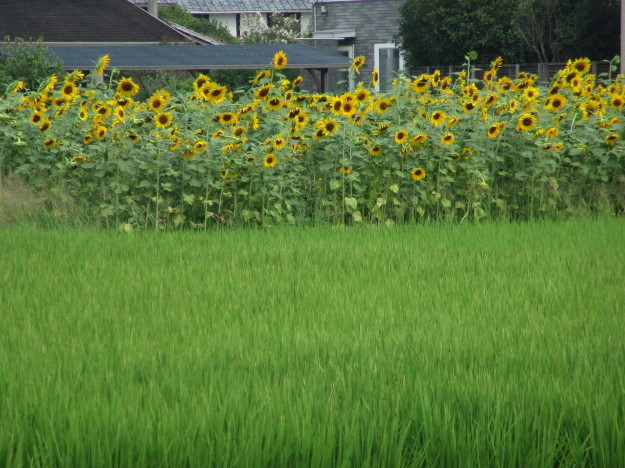 f0231709_21514741.jpg
