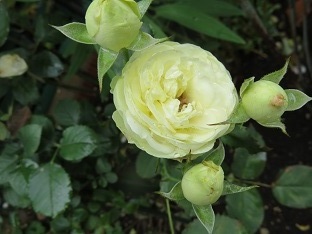 f0325309_15205534.jpg