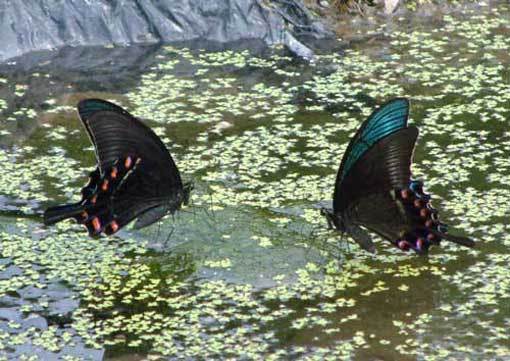 e0001110_11375891.jpg