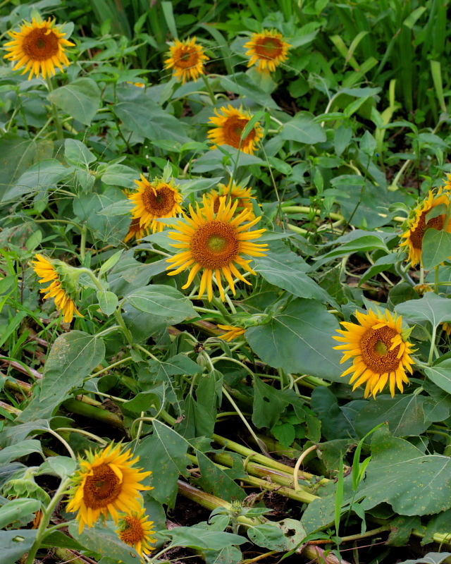 c0305565_17471384.jpg