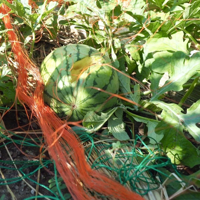 e0354593_09363111.jpg