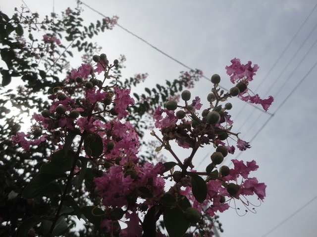 f0231709_10592471.jpg