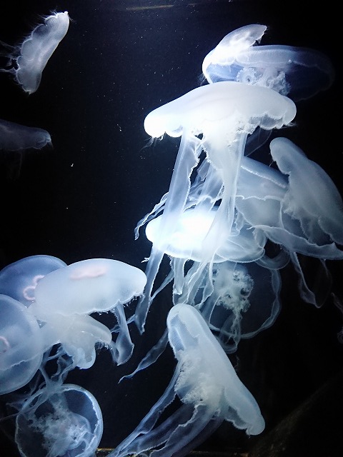f0100911_21511286.jpg
