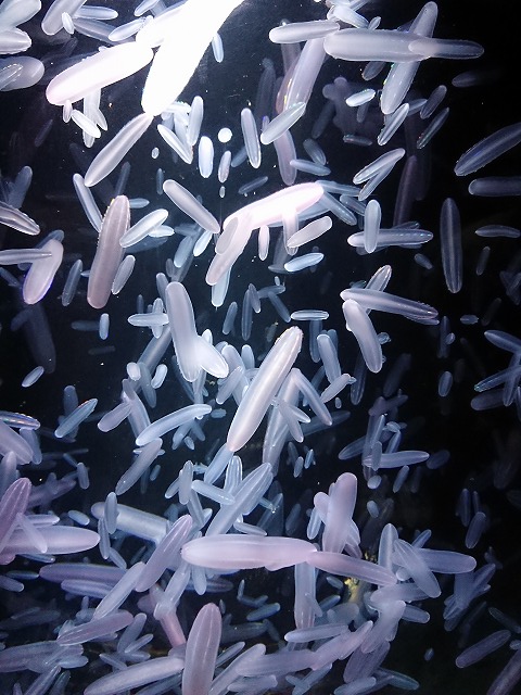 f0100911_2152091.jpg