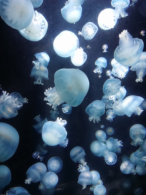 f0100911_21522927.jpg