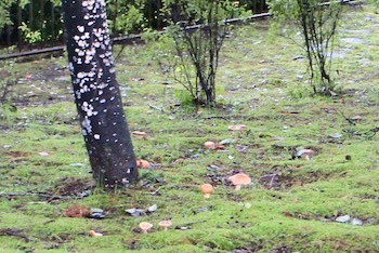 b0226219_13085613.jpg