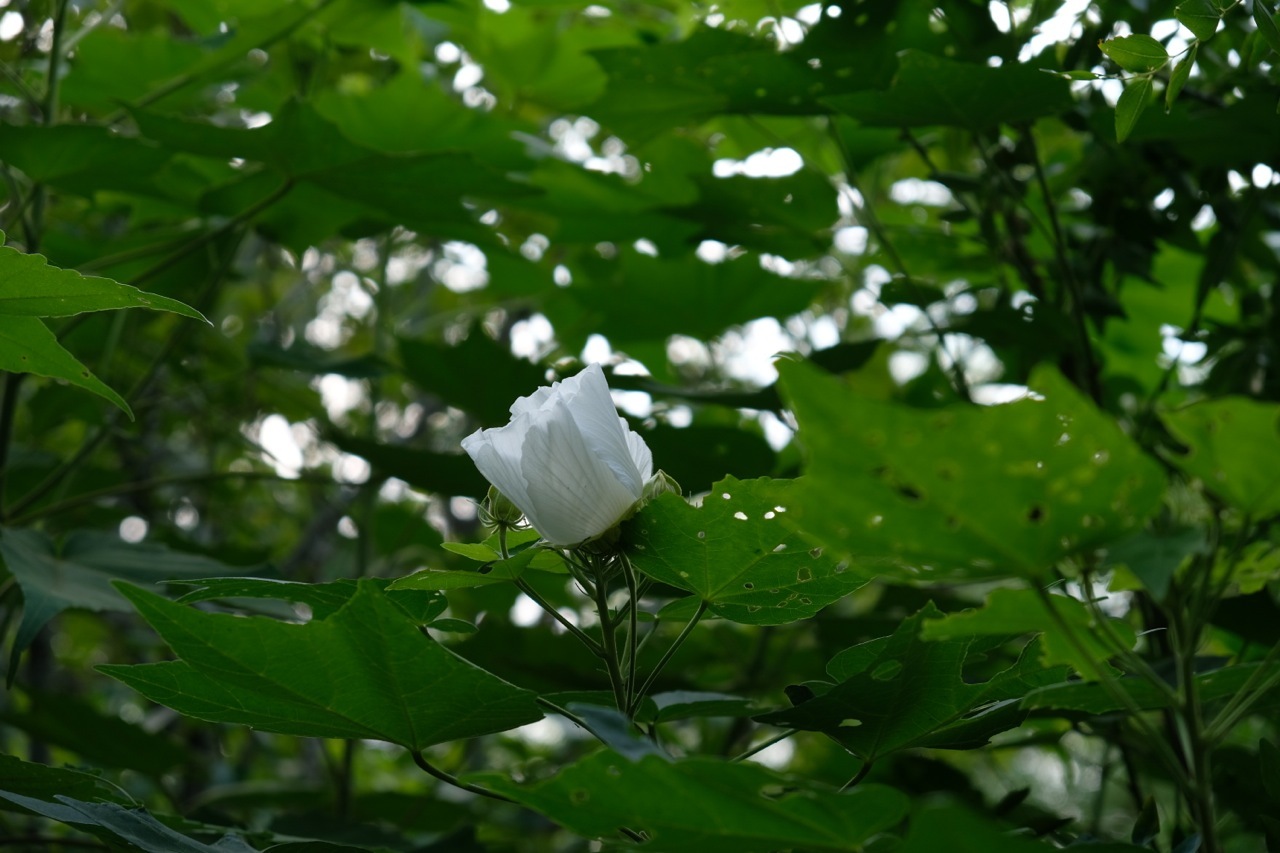 f0164227_17072736.jpg