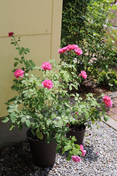 c0359445_21084430.jpg