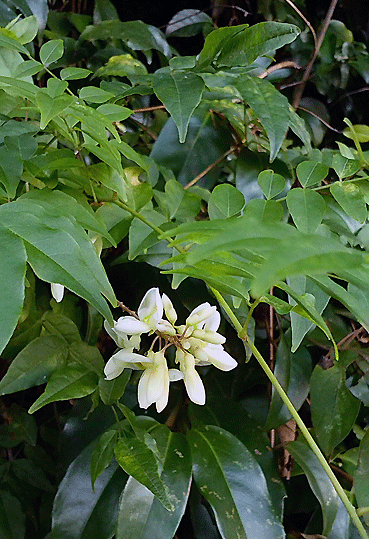 a0103464_10221213.gif
