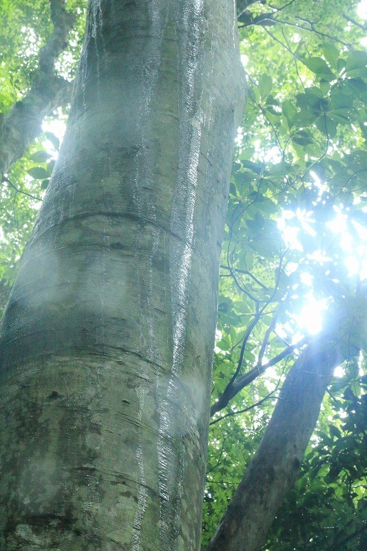 e0091879_17290523.jpg