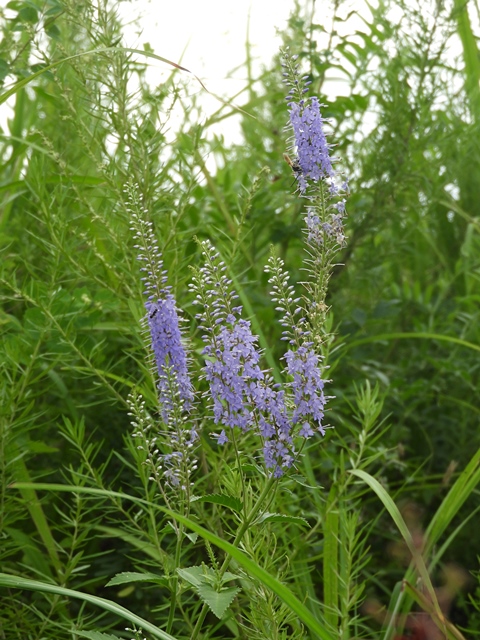f0357487_14385492.jpg