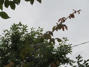 f0325309_16235076.jpg