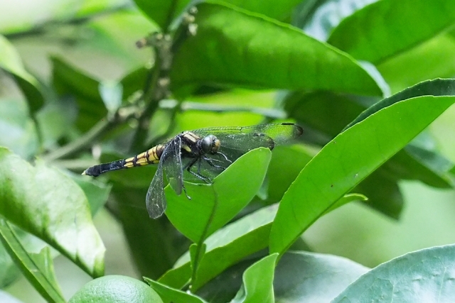 c0369423_19324110.jpg