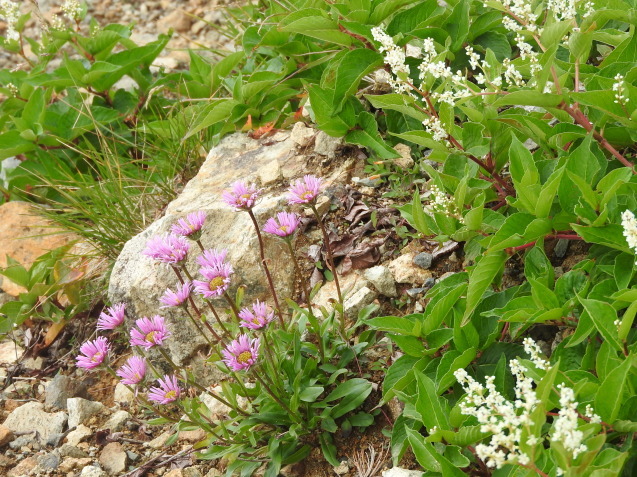 f0118332_00273204.jpg
