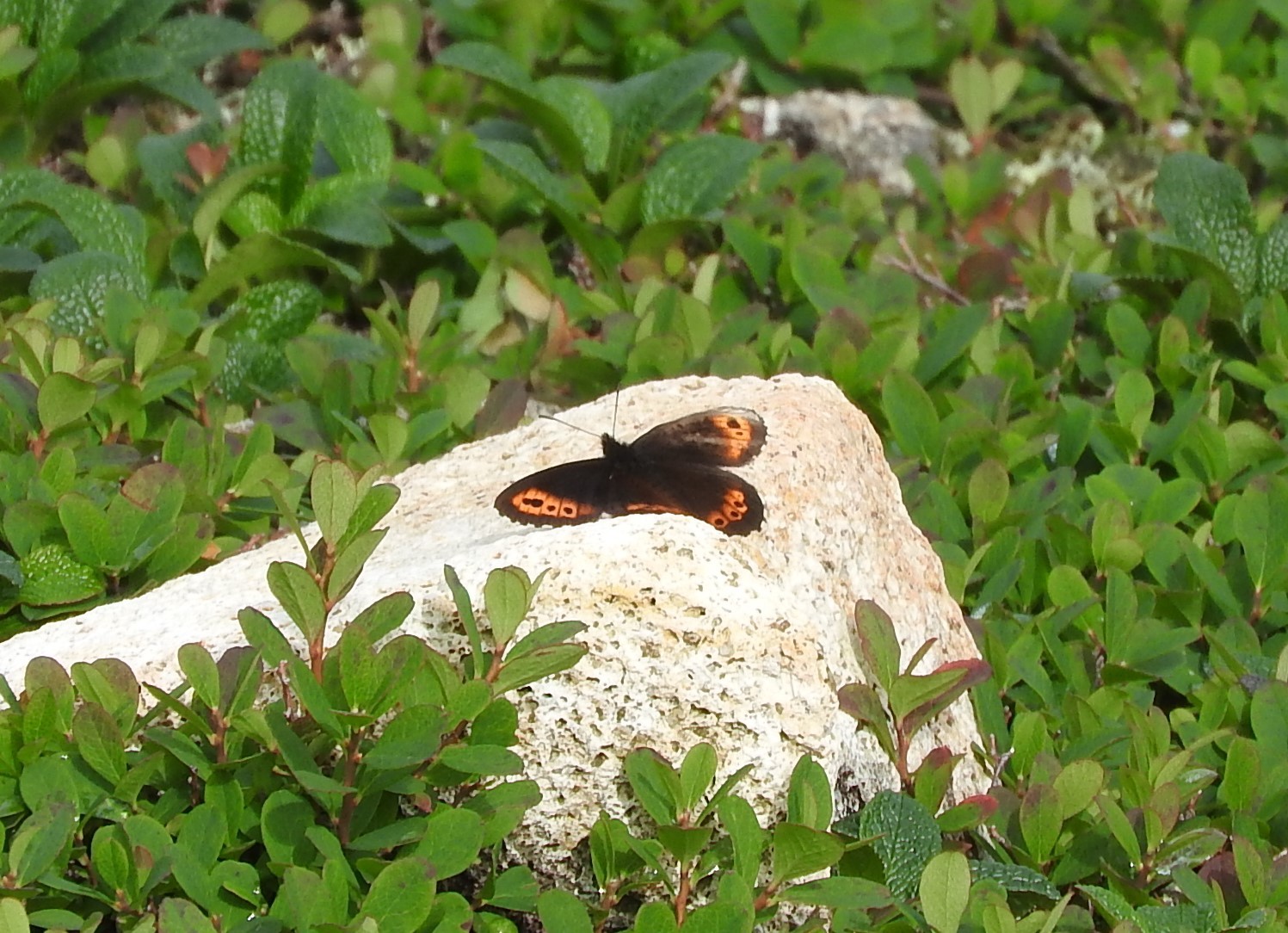 f0118332_00280882.jpg