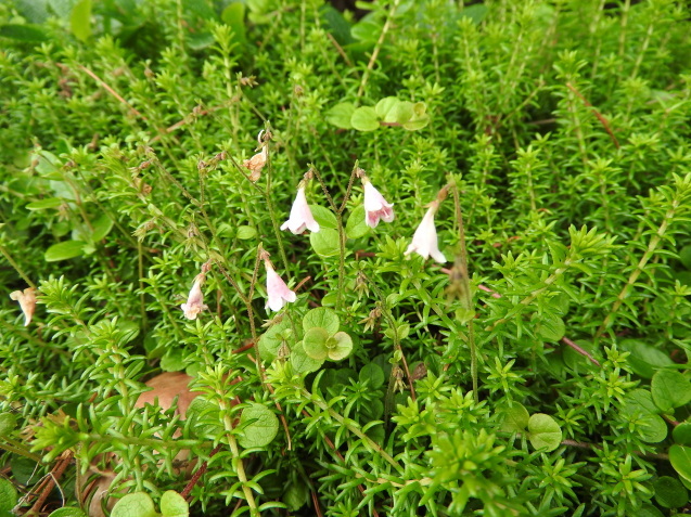 f0118332_00363669.jpg
