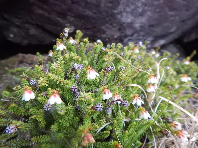 f0118332_00421964.jpg