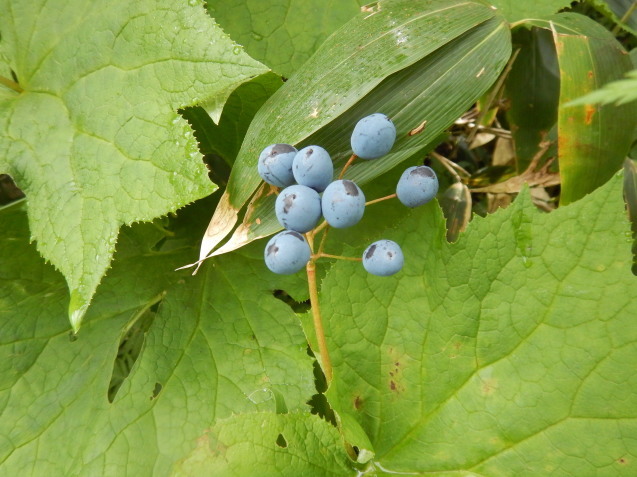 f0118332_13041344.jpg